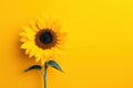 Nature beauty bright flower yellow sunflower green plant background sun summer floral Royalty Free Stock Photo