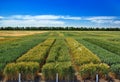 Seed fields. Seed rows.