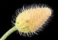 Seed of a flower On Black Backgroundtulip