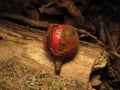 Seed found in the forest in Costa Rica, the fruit of Virola surinamensis