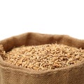 Seed front pile of paddy grain unmilled rice