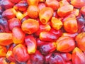 Seed fruit palm oil Royalty Free Stock Photo