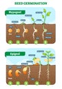 Seed germination cross section vector illustration in stages. Hypogeal and epigeal types. Royalty Free Stock Photo