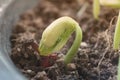 Epigeal germination is a botanical term indicating that the germination of a plant takes place above the ground. Royalty Free Stock Photo