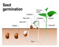 Seed germination