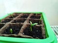 Seed germination, Seedlings cucumber plant. Selective Close-up of green seedling Royalty Free Stock Photo