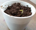 Seed germination- seeds to plant - germination process