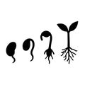 Seed germination stages vector illustration growth process from seed to plant Royalty Free Stock Photo
