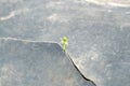 Seed growing through crack pavement Ecology concept. Rising sprout on dry ground