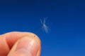 Seed between hands finger dandelion detail close up