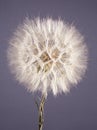 Seed head of arnica flower Royalty Free Stock Photo