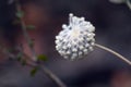 Seed head of an Australian native flannel flower, Actinotus helianthi, family Apiaceae