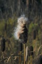 Seed head of cattail on the lake on a blurred background