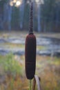 Seed head of cattail on the lake on a blurred background of the forest