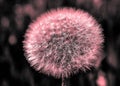 Seed head of dandelion flower Royalty Free Stock Photo