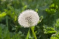 Seed head of the dandelion on the grass background