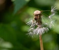 The seed head of a Dandelion stands with most of its seeds havin