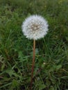 Seed head Dandelion