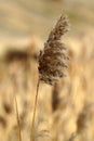 Seed head grass / reed