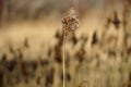 Seed head grass / reed