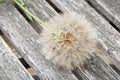 The seed head of a large weed - tragopogon Royalty Free Stock Photo