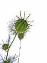 Love-in-a-Mist Nigella Damascena plant