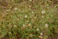 Seed head of Sweet scabious, starflower pincushions, `Paper Moon` Scabiosa stellata Royalty Free Stock Photo