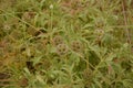 Seed head of Sweet scabious, starflower pincushions, `Paper Moon` Scabiosa stellata Royalty Free Stock Photo