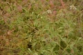 Seed head of Sweet scabious, starflower pincushions, `Paper Moon` Scabiosa stellata Royalty Free Stock Photo