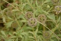 Seed head of Sweet scabious, starflower pincushions, `Paper Moon` Scabiosa stellata Royalty Free Stock Photo