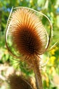 Seed head of a teasel plant Royalty Free Stock Photo