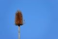 Seed head of teasel plants Royalty Free Stock Photo