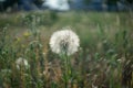 The seed head of the Tragopogon Royalty Free Stock Photo