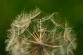 Seed head of tragopogon pratensis, meadow salsify Royalty Free Stock Photo