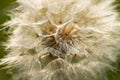 Seed head of tragopogon pratensis, meadow salsify, showy goat`s-beard macro selective focus Royalty Free Stock Photo