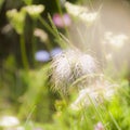 Seed heads of European Pasqueflower