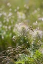 Seed heads of European Pasqueflower