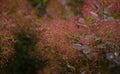 Seed heads of European smoketree, Cotinus coggygria.