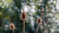 Seed heads of Fuller's Teasel plants in the fall season Royalty Free Stock Photo