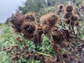 Seed heads of the great burdock arctium lappa in autumn.