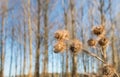 Seed heads of Greater Burdock or Arctium lappa plants