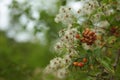 Seed heads and red fruit of Clematis vitalba or Travellers Joy or Old mans beard Royalty Free Stock Photo