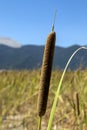Seed heads of reeds against the sky. Royalty Free Stock Photo