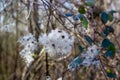 seed heads with silky appendages of clematis vitalba, Traveller\'s Joy Royalty Free Stock Photo