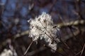 seed heads with silky appendages of clematis vitalba, Traveller\'s Joy Royalty Free Stock Photo