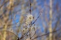 seed heads with silky appendages of clematis vitalba, Traveller\'s Joy Royalty Free Stock Photo