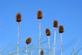 Seed heads of teasel plants Royalty Free Stock Photo