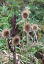 Seed Heads on Wild Teasel Plants Royalty Free Stock Photo