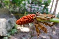 Seed of Homalomena aromatica,Poisonous Tree. Royalty Free Stock Photo