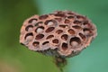 a seed of lotus are dead after morning background Royalty Free Stock Photo